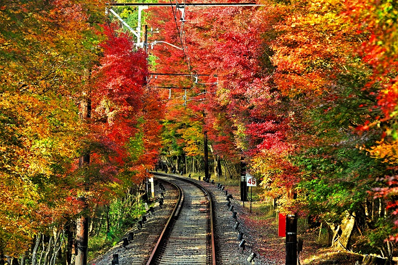 もみじのトンネル