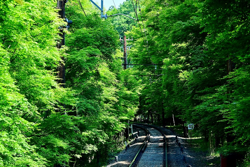 「青もみじ」の頃のもみじのトンネル